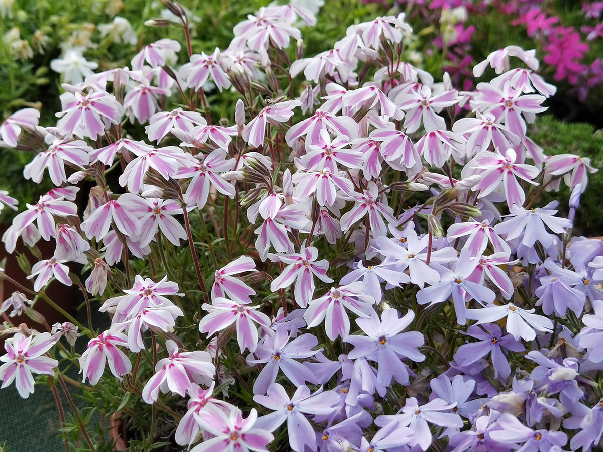 Phlox subulata 'Candy stripes' photo